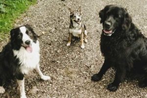 Hundepause beim Auslauf - Tierärztl. Gemeinschaftspraxis Dr. Litz und Fischer