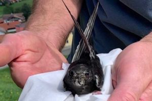 ein Vogel in den Händen von Dr. Heinrich Litz - Pfronten