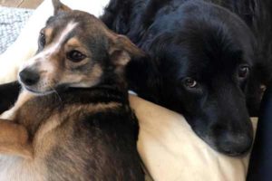 zwei kuschelnde Hunde auf dem Kissen - Tierärztl. Gemeinschaftspraxis Dr. Litz und Fischer