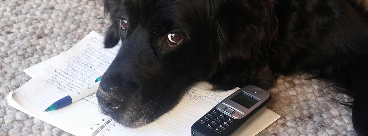 Hund mit Telefon und Terminkalender zur Kontaktaufnahme