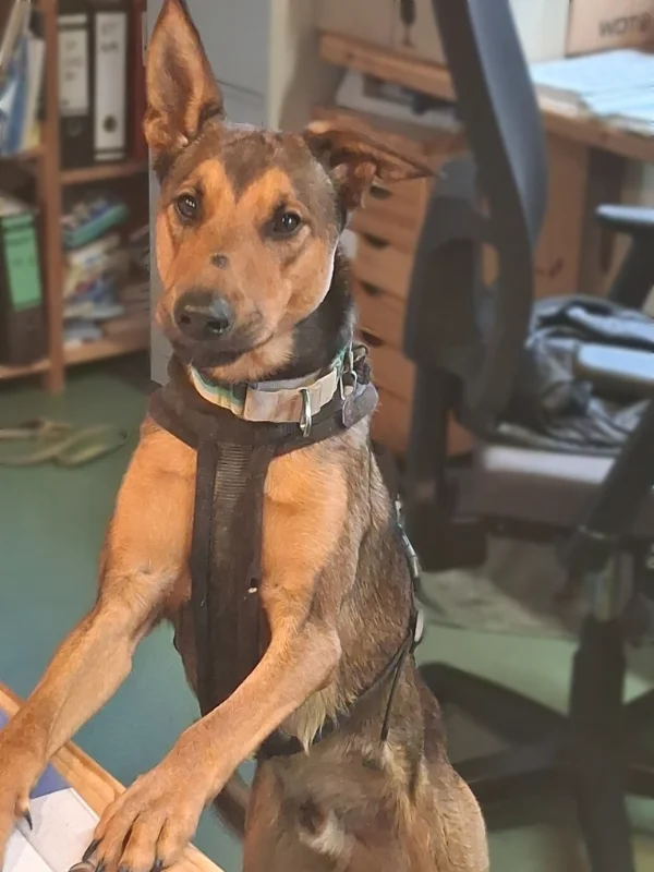 Hund Karl am Empfang - hat alles im Blick