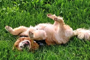 Hund auf der Wiese spielend